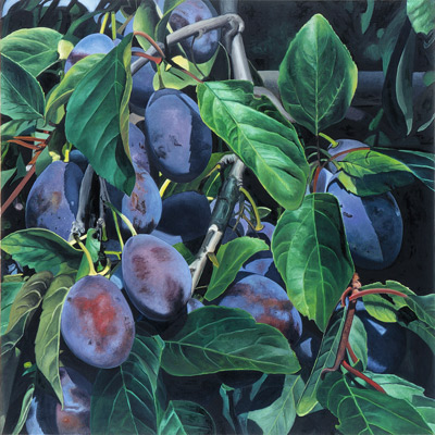 pflaume/plum