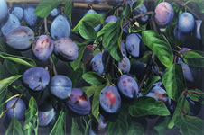 pflaumen
