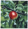 apfel_32x32_1993