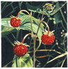 10_walderdbeeren_32x32