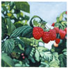 5_himbeeren32x32