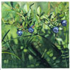 93-95/smal/6_blaubeeren_32-32