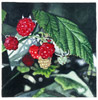 7_himbeeren_32-32