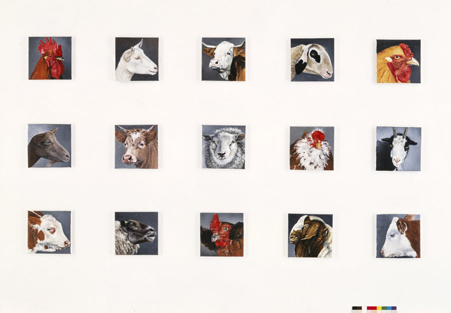 animals